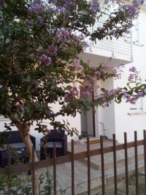 The judas trees Mestre
